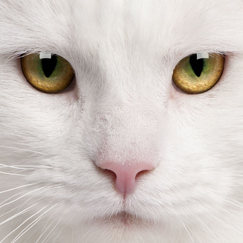 Weiße Katze schaut in die Kamera.